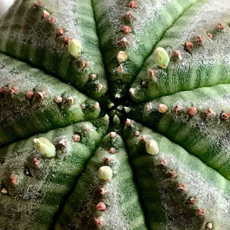 Plant image Euphorbia Obesa