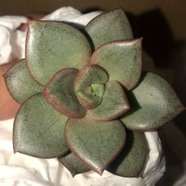 plant image 954467