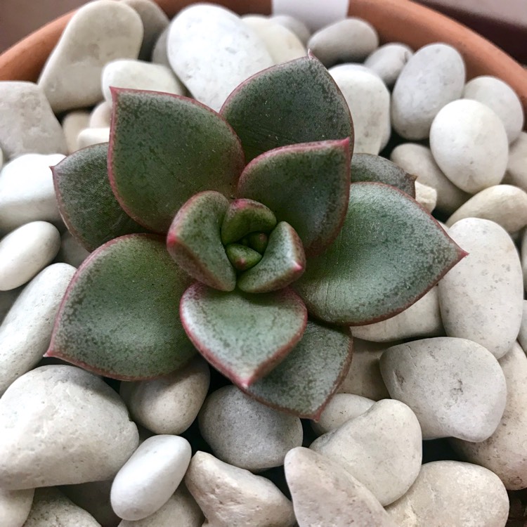 plant image 954468