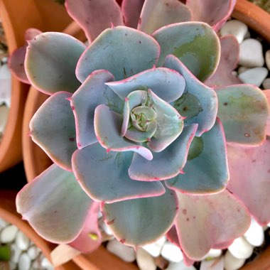 Echeveria Pink Edge