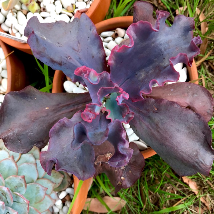 Plant image Echeveria Mary Too