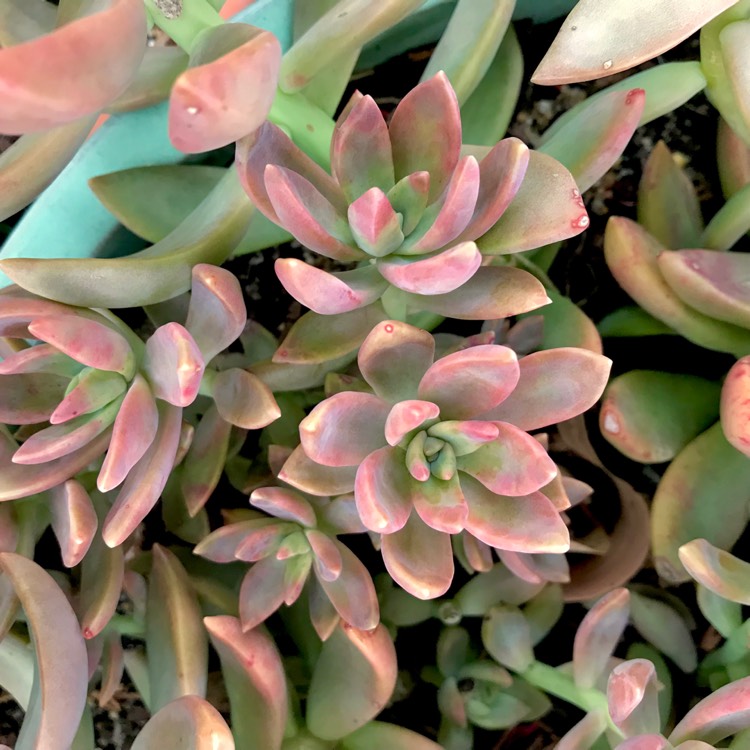 plant image 956359