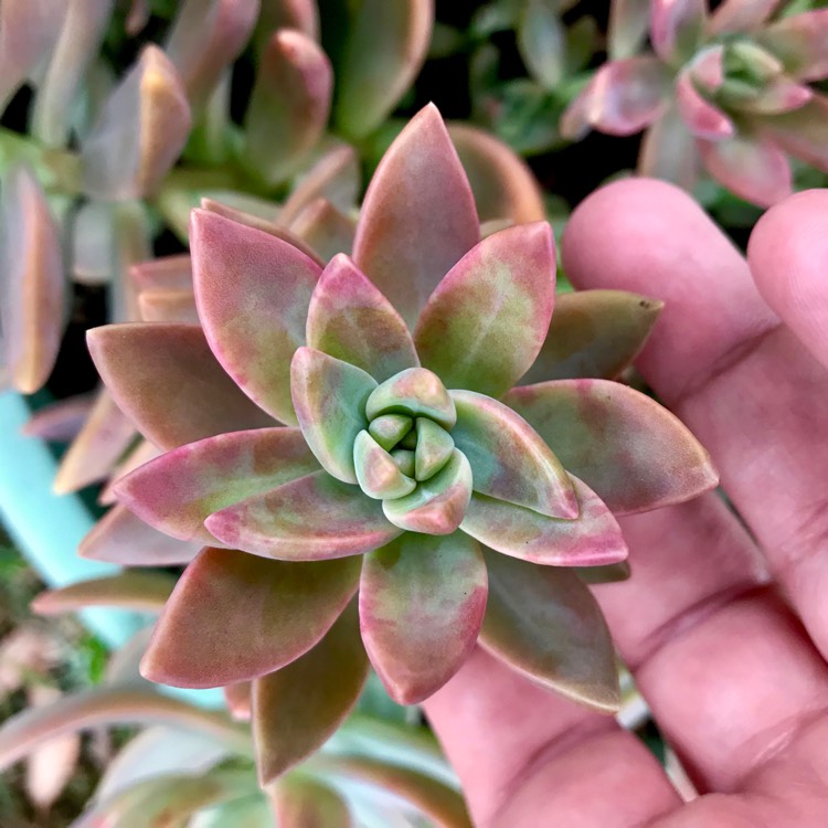plant image 956360