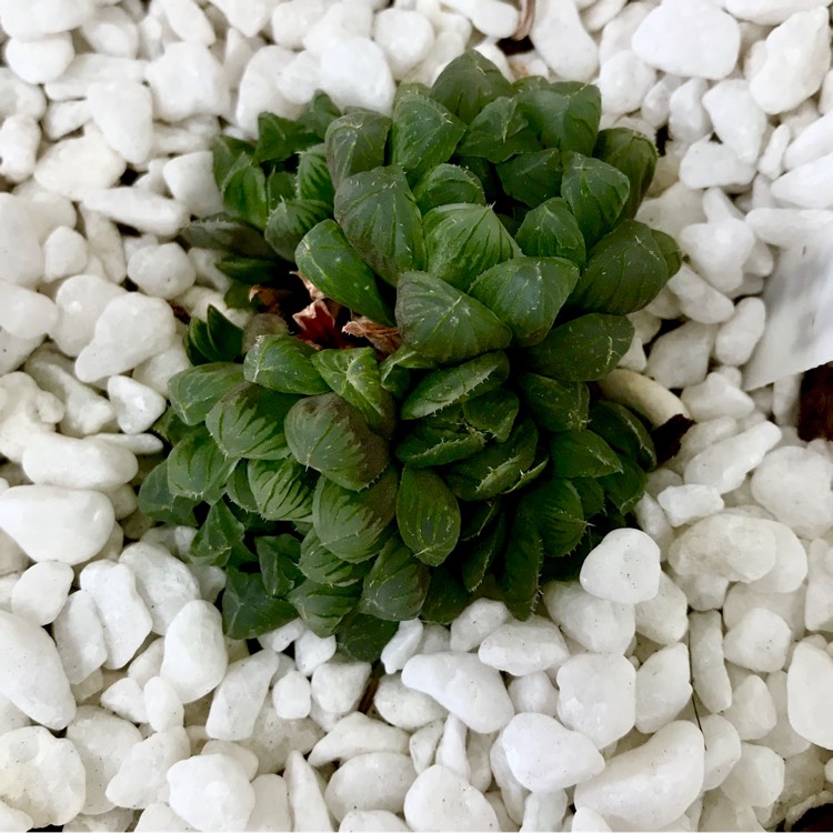 plant image 956835