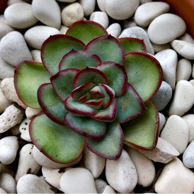 Echeveria Mexican