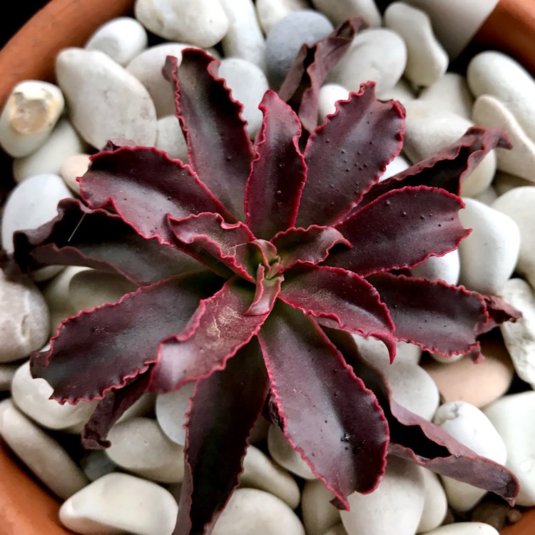 plant image 956903
