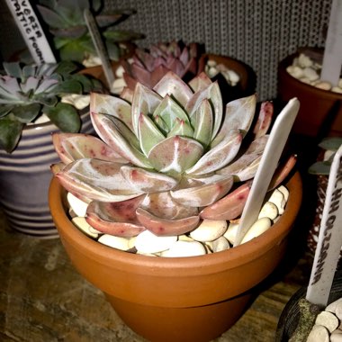 Echeveria Baekya