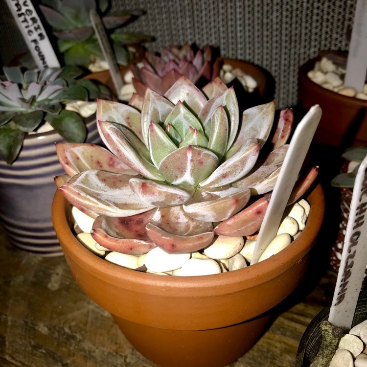 Plant image Echeveria Baekya