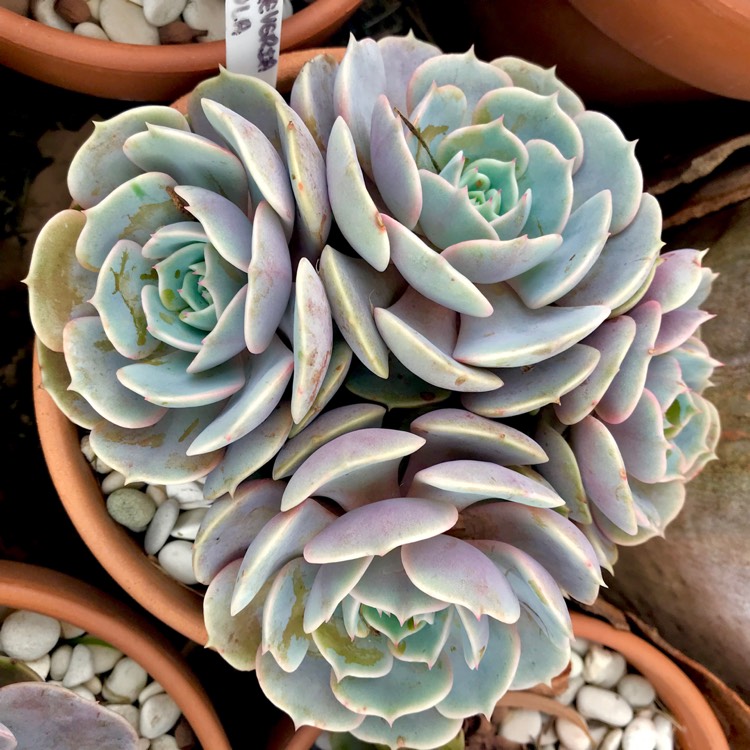 plant image 965800