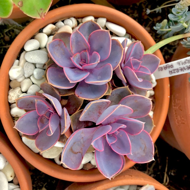 plant image 965803