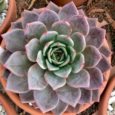 Echeveria Agavoides Romeo X Echeveria Laui