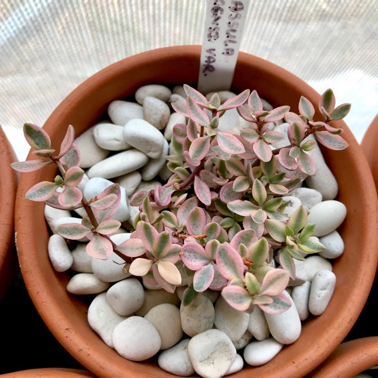 Plant image Crassula Volkensii f. Variegata