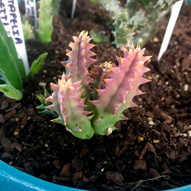 Huernia Histrix