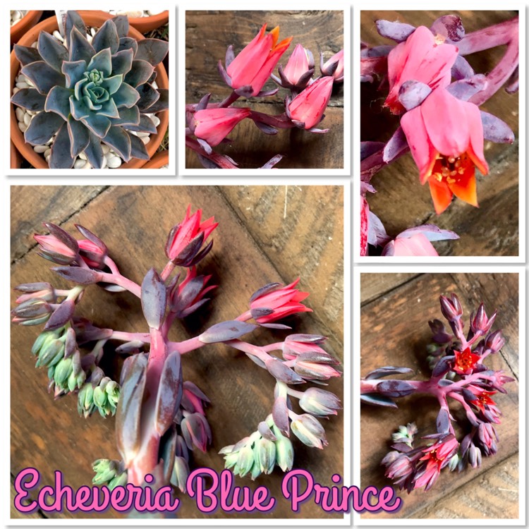 Plant image Echeveria Blue Prince