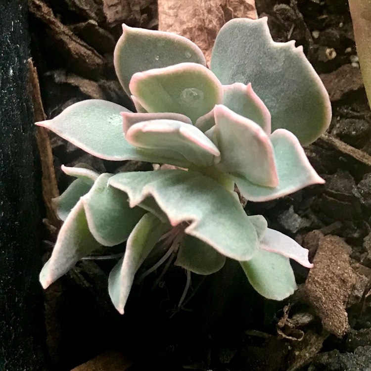 plant image 974460