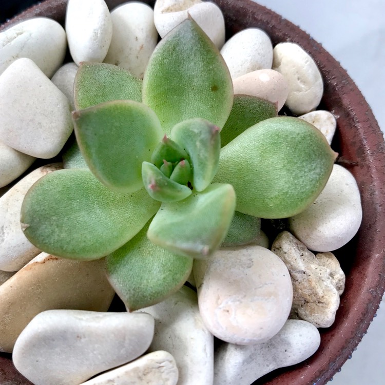 Plant image Echeveria Agavoides Romeo Rubin