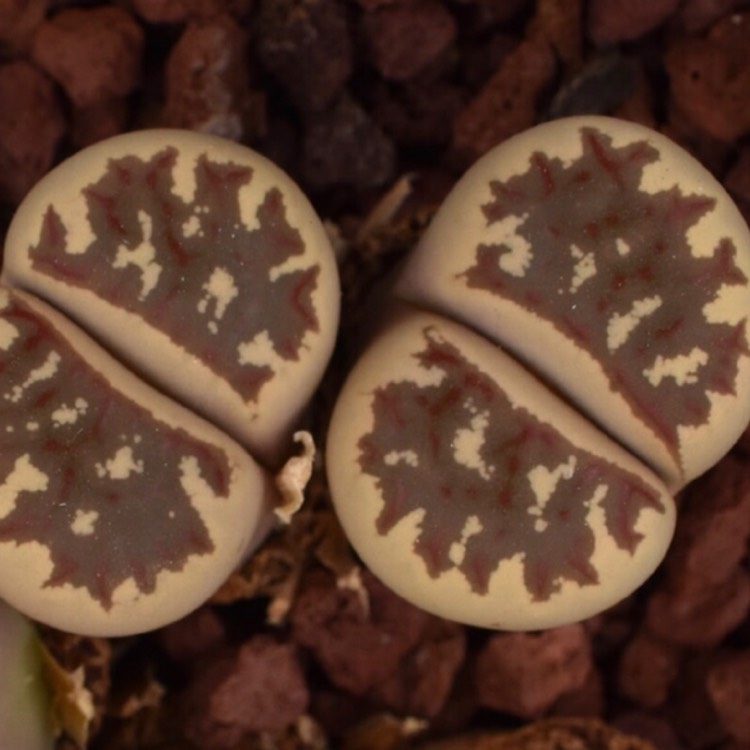 Plant image Lithops Dorotheae F357