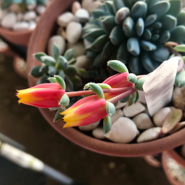plant image 978759