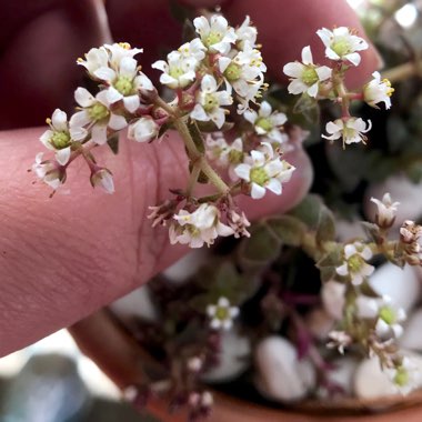 Crassula exilis subsp. cooperi