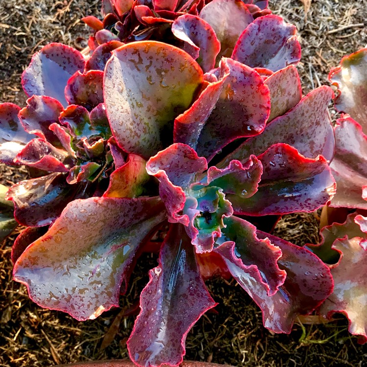 plant image 982908