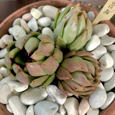 Echeveria Agavoides Lemaire