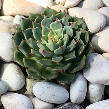 Echeveria Bini Ouhikou