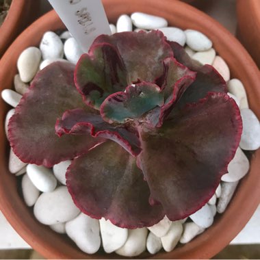 Echeveria Red Sails