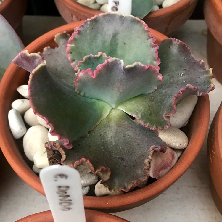 Plant image Echeveria Fantastic