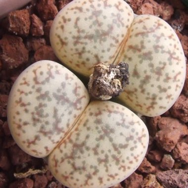 Lithops Pseudotruncatella subsp. Dendritica C073
