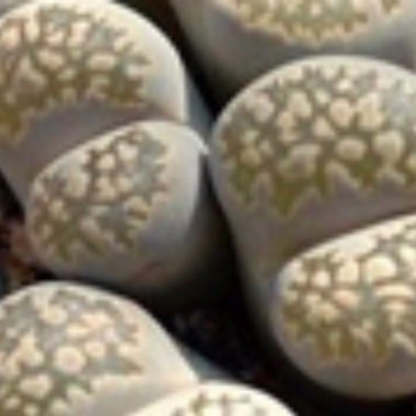 Lithops Salicola Maticulata C086
