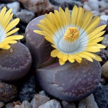 Lithops Comptonii var. Comptonii C125