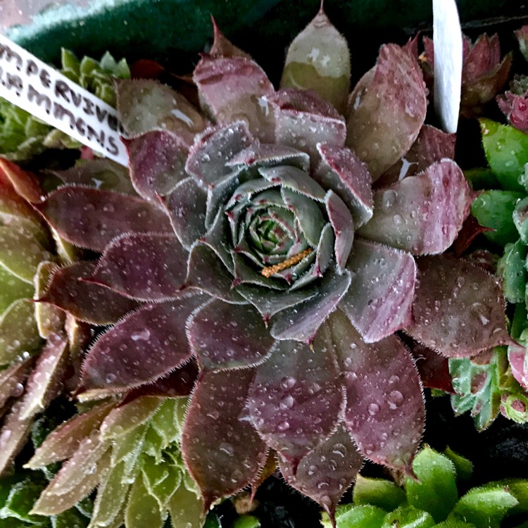 Plant image Sempervivum Grammens