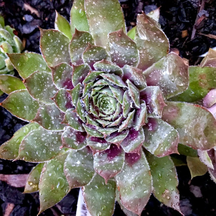 plant image 997529