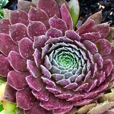 Sempervivum Purple Passion