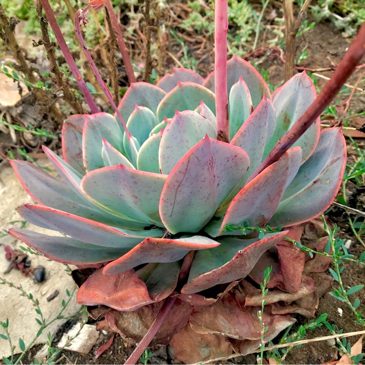 plant image 998564