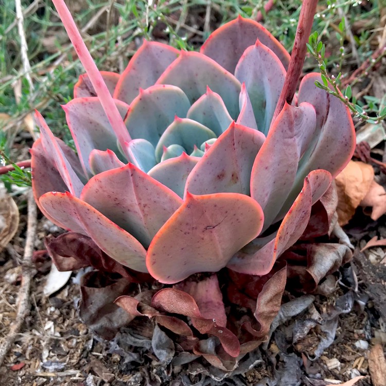 plant image 998566