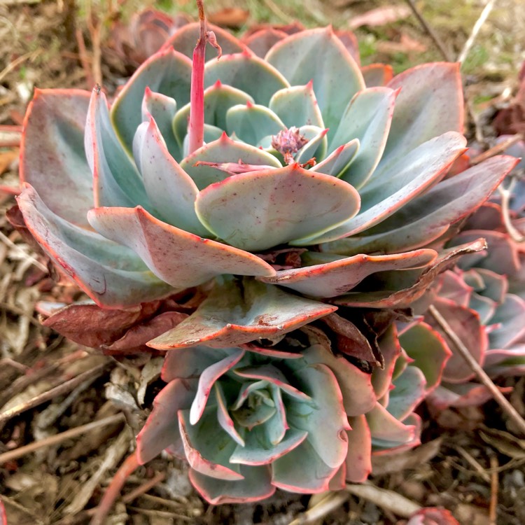 plant image 998568