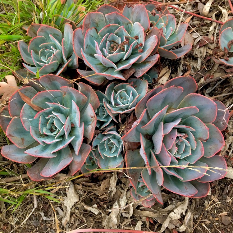 plant image 998573