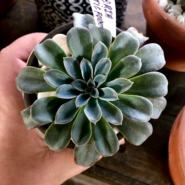 Plant image Echeveria Fantastic Fountain