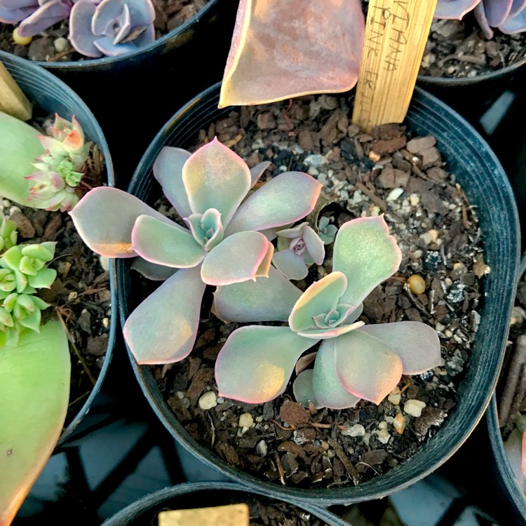 Plant image Echeveria Shaviana Pink Frills