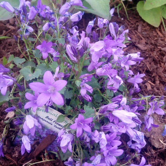 Dalmation Bellflower 'Hoffmann Blue'