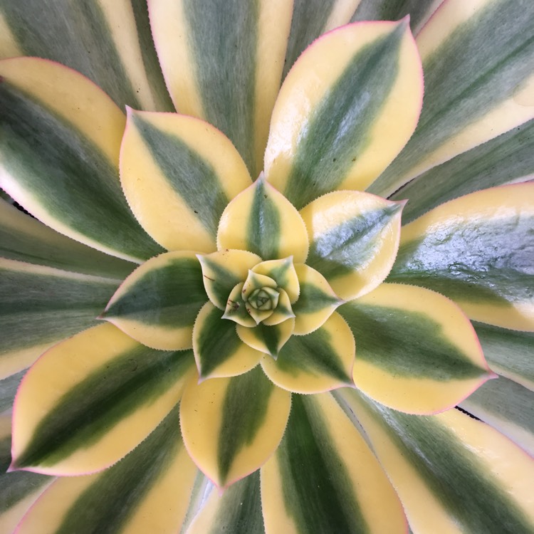 Plant image Aeonium Sunburst