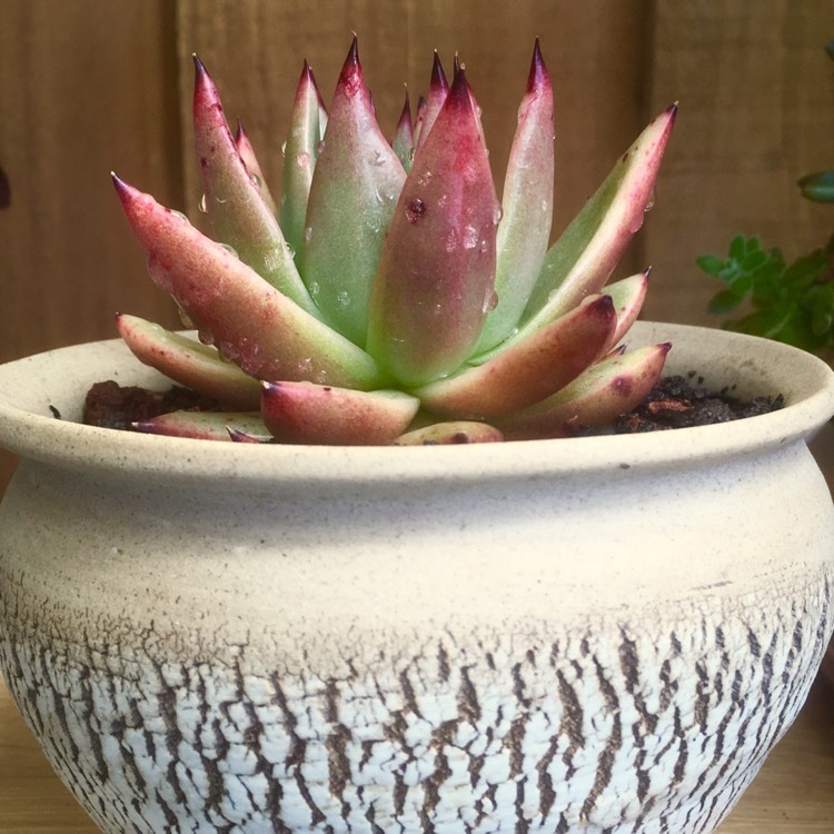 Plant image Echeveria Agavoides Gaya