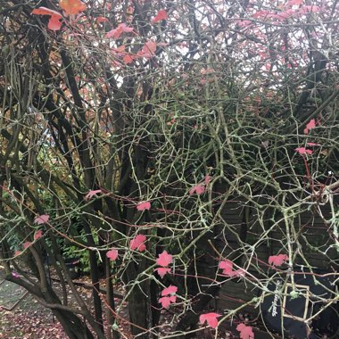 Vine Maple