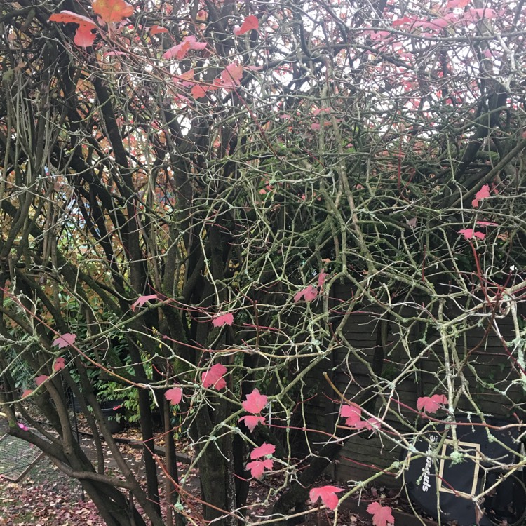 plant image 574604