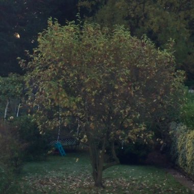 Magnolia