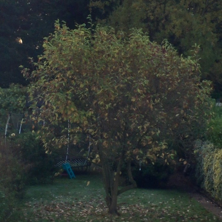 plant image 574904