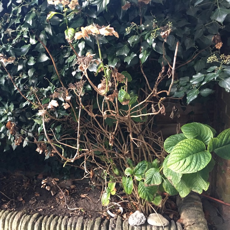 plant image 575441
