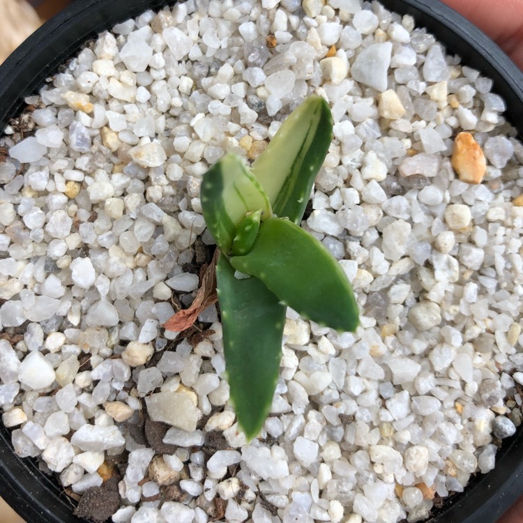 plant image 647068