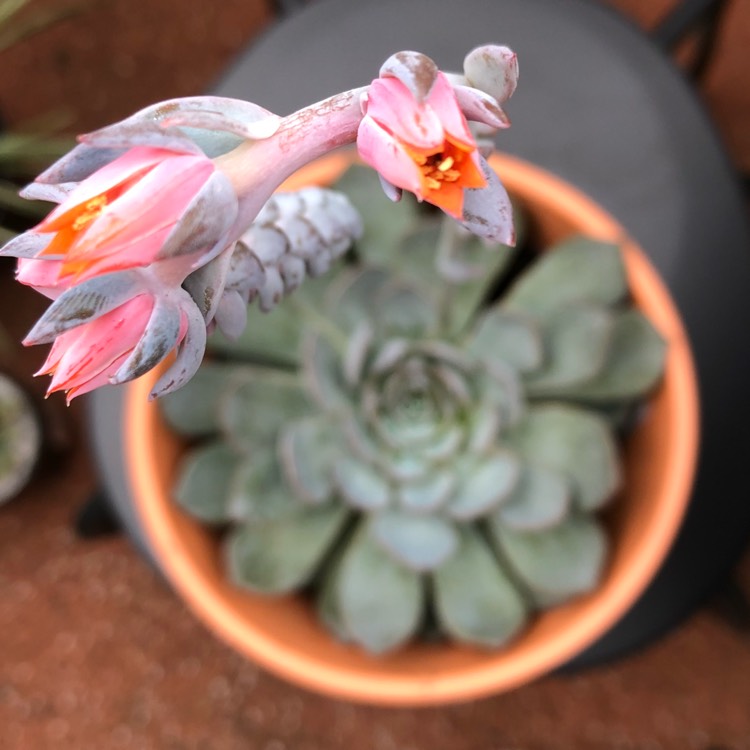 plant image 647266